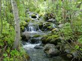 Spring Forest Qigong
Qigong Energy
Energy cannot be created or destroyed, but it can be transformed
Cathy Beedle